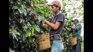 Café en PELIGRO de CAERSE por falta de mano de OBRA en Honduras [upl. by Sausa]