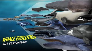 The Evolution of Whales from Land to Sea  Time Lapse Size Comparison [upl. by Nnaeed]