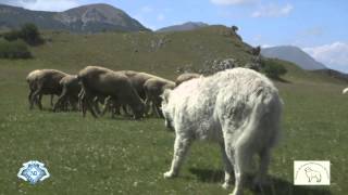 MaremmaAbruzzi Sheepdog Italian Pride ENG TRAILER HD 720p [upl. by Inaniel]