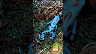 Dendrobates auratus🐸poisondartfrog poisondartfrogs dartfrog dartfrogs frog frogs fyp [upl. by Platto]