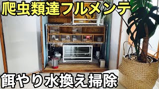 爬虫類達のメンテ 餌やり水換え掃除 レオパ カナヘビ カエル他 [upl. by Lowe]