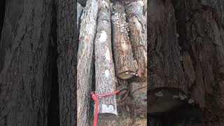 nature firewood travel legna wood viralvideo woodworking [upl. by Shaughnessy502]