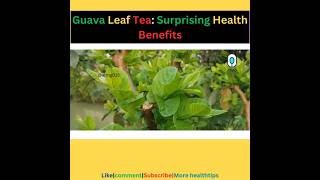 Guava Leaf Tea Benefits  Healthy Habits [upl. by Gaves]