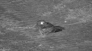 Nightjar at Djuma Waterhole Part 2 [upl. by Norehs]