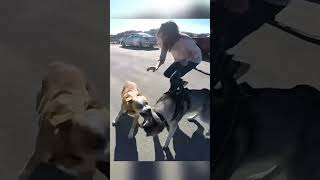 Loose Dog Aggressively Lunges at Husky [upl. by Anahsal528]