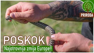 POSKOK  najopasnija zmija Europe  kako je prepoznati [upl. by Dniren445]