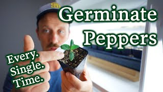 How To Germinate Pepper Seeds Easily amp Efficiently [upl. by Diskin202]