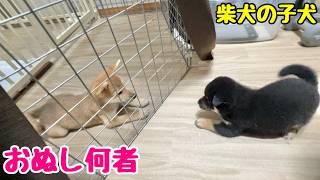 【柴犬 子犬】見知らぬ子犬と対面してみた結果 [upl. by Welby]