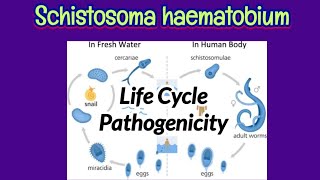 Life Cycle amp Pathogenicity of Schistosoma haematobium  Pathogenic Lesions of Schistosoma [upl. by Arahsal]