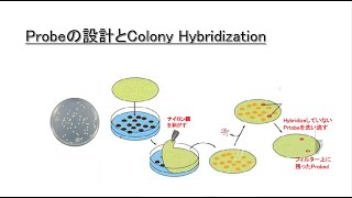 Probeの設計とColony Hybridization [upl. by Aitetel]