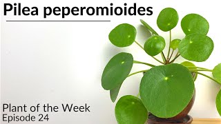 How To Care For Pilea peperomioides  Plant Of The Week Ep 24 [upl. by Dlareg833]