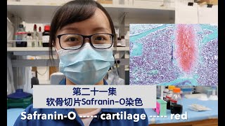 Visual Protocol 21 Safranin O stain for cartilage slides 第二十一集 [upl. by Nosredna]