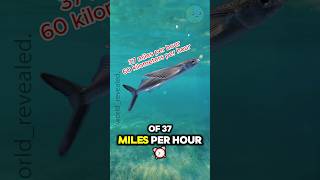 Flying fish 🐟🐟 amazingfacts facts [upl. by Naitirb643]