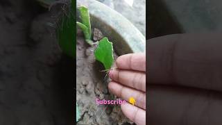 Pathor kuchi Bryophyllum Leaf Propagate Success🌱☘️shortsyoutubeshortsbryophyllumnaturegreening [upl. by Hekker]