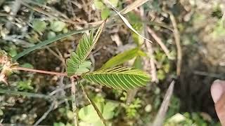 amazing plant in the world  amazing plants video shorts nature viral youtubeshorts [upl. by Irrep]