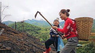 Harvest cassava for livestock Plant a new cassava crop lý thị hương [upl. by Otrebogad]