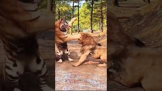 Epic Battle Tiger vs Lion – Who is the True King of the Jungle [upl. by Fin]