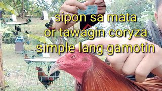 Ano nga ba Ang gamot sa sipon sa mata Ng manok Kung tawagin ay coryza [upl. by Llednahc]