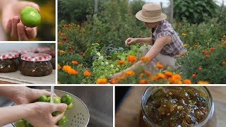 Tomatillo miechunka pomidorowa – uprawa w ogrodzie  przepis na chutney z cukinią [upl. by Norvol715]