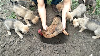 Puppies help owners  bury poor dead mother hens [upl. by Analaj460]