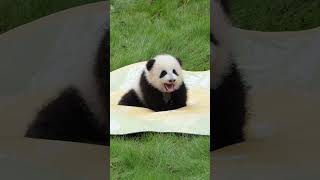 Meet Panda Qi San Mei 奇三妹 at Chongqing zoo born on July 28 2024 goviral pandalife panda [upl. by Mcgray]