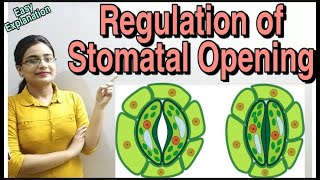 DG Pathshala Regulation of Stomatal Opening PhotosynthesisTopic for Class10 ICSECBSE Biology [upl. by Winwaloe430]