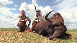 Black Wildebeest amp Blesbok Hunt in the Free State Province [upl. by Aisayt]