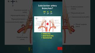 Subclavian artery  Origin Parts Branches  Mnemonic VIT C D [upl. by Jarid448]