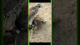 the best gyrfalcon hunting duck shortfeed ytshort eagleking [upl. by Sackman]