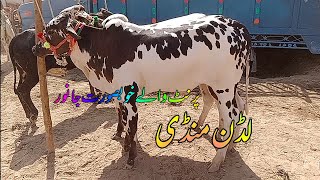 3102024 Ludan mandi khubsurat janwar cholistani khire for sale new update videos [upl. by Anida]