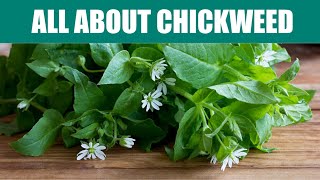 Chickweed Uses Benefits amp Side Effects [upl. by Netsreik]