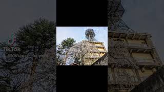 角館桜寺日本の四季秋田県仙北市japantraveljapanphotojapanlife春templecherryblossomsakura [upl. by Neslund]