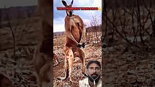 Kangaroo vs man shorts [upl. by Anastasie52]