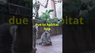 Discover Madagascars Enchanting Lemurs Natures Unique Primates shorts animals [upl. by Dex]