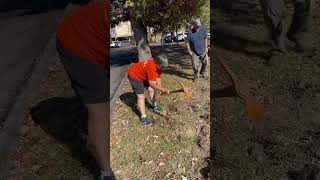 The Silver Spring Garden Club planted 1500 daffodil Bulbs at Jesup Blair Park on Veterans Day [upl. by Bracci]