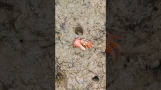 Fiddler crab eating with small hand [upl. by Euqinmod]