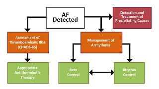 Afib Prevention of Stroke in AFib and Atrial Flutter [upl. by Yelrah96]