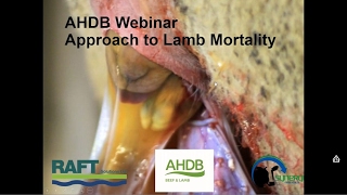 Webinar Reducing Lamb Losses [upl. by Danas]