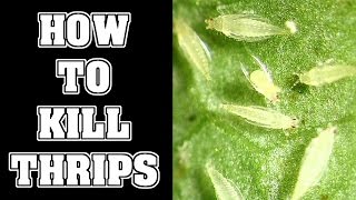 How To Get Rid Of Thrips Pests In Your Garden [upl. by Abigale]