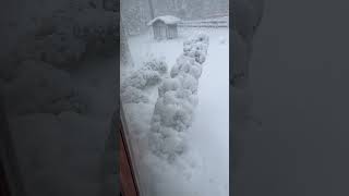 Mt Shasta Snow Storm Update 1215pm 112024 [upl. by Kaliski]