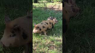 Lazing and Grazing piggy farmlife [upl. by Marcelle]