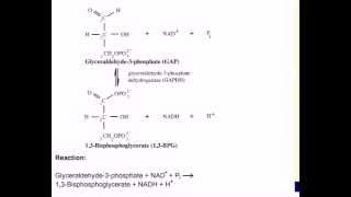 Mechanism of GAPDH [upl. by Anekam986]