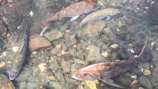 Snapper  Rock fishing Nz [upl. by Cita]