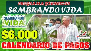 Sembrando Vida Atención Beneficiarios Ya inicio el Depósito Bancario ¡Consulta el Calendario [upl. by Jovita]