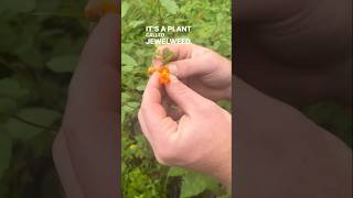 Why is jewelweed also called “touchmenot” plant plants forest woods nature short shorts [upl. by Katrina479]