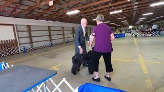 The Mighty Bouvier des Flandres A Loyal Guardian petzpaws learndontreturn bouvierdesflandres [upl. by Sewole]