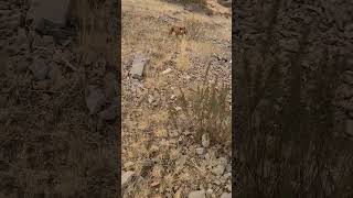 Visla retrieves chukar vizsla [upl. by Gildea]