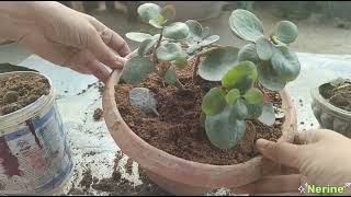 how i grow kalanchoe plants in winter for maximum flowering [upl. by Anyer701]