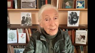 Dr Jane Goodall Speaks About Professor Muhammad Yunus [upl. by Yeznil]