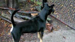 Thai RidgebackDoberman dog [upl. by Monjo]